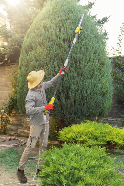 Best Tree Preservation Services  in Iola, WI